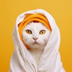 cat_640
